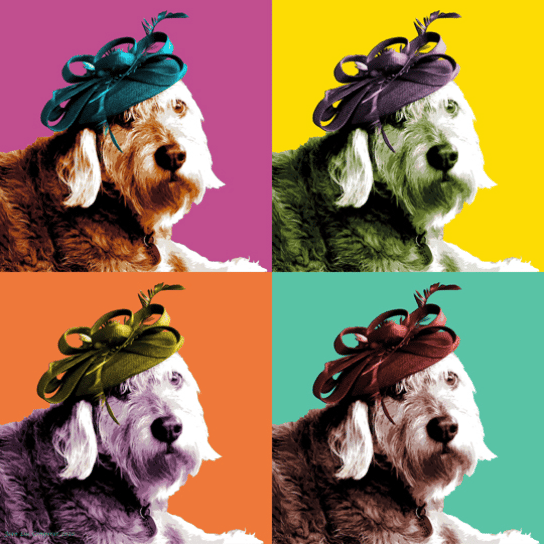 dog with hat pop art