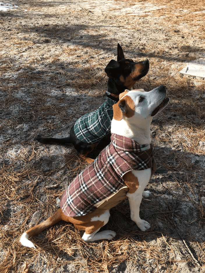 two dogs in training