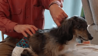 Dr. Nels resets a paralyzed dachshund