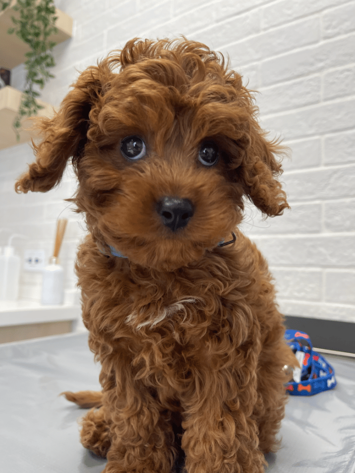 Cavapoo 4 month old puppy Blaze