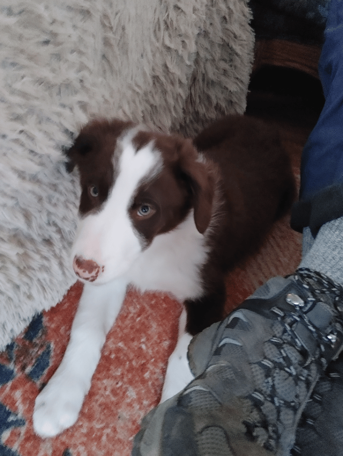 Four month old puppy Plato 