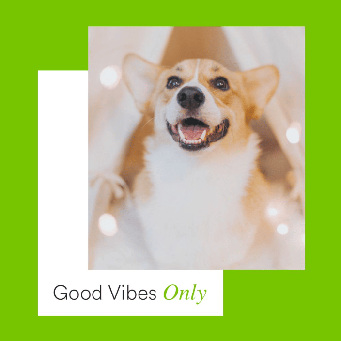 Corgi with a message