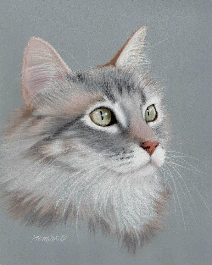 Maine Coon Cat pastel portrait by Heather Mitchell