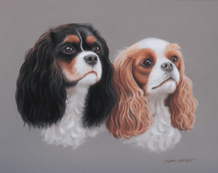 Cavalier King Charles Spaniels