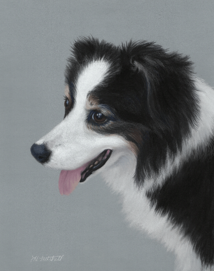 Australian Shepherd pastel portrait by Heather Mitchell