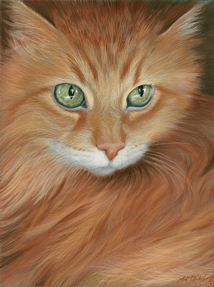 Persian Cat pastel portrait by Heather Mitchell