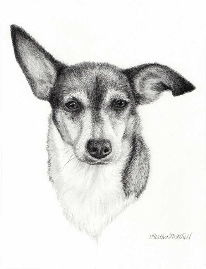 Pencil drawing of a Jack Russell dog by Heather Mitchell