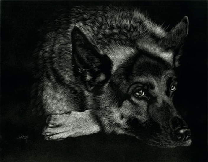 Scratchboard drawing of a German Shepherd by Heather Mitchell