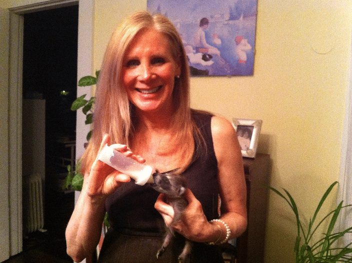 Nancy bottle feeding a baby orphaned raccoon, that she was rehabilitating.