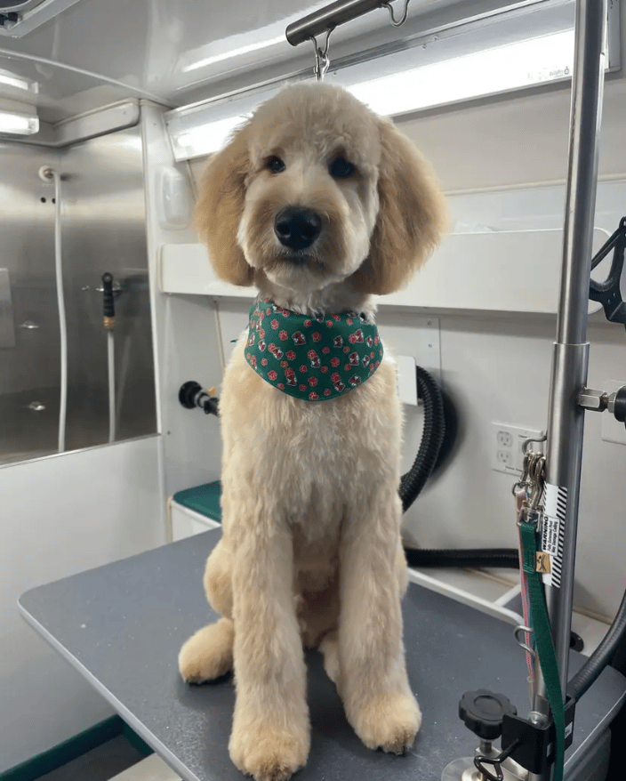 Photo of our work being a pet groomer in Granger, IN