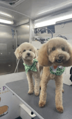 We offer mobile grooming in Granger, IN