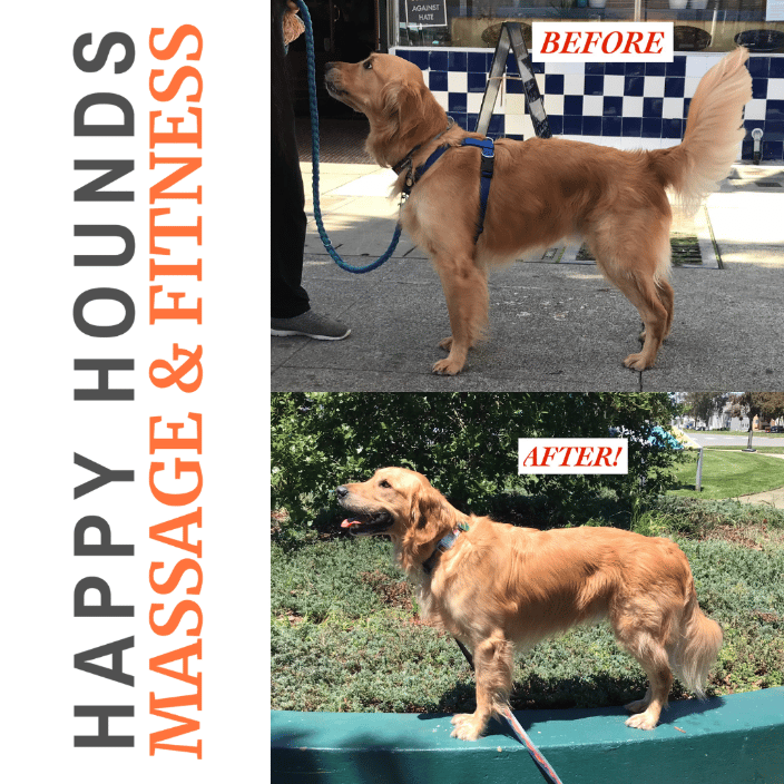 A dog's posture and musculature visibly improved after a custom exercise program