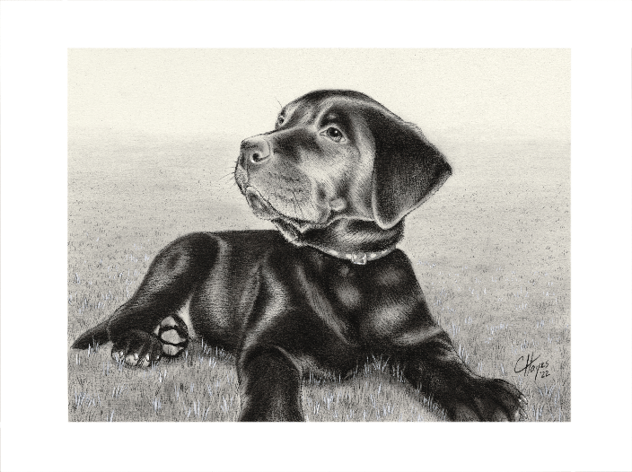 Harley, as a puppy