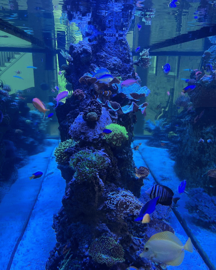 1000 Gallon Reef