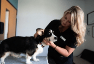 Veterinary Chiropractic
