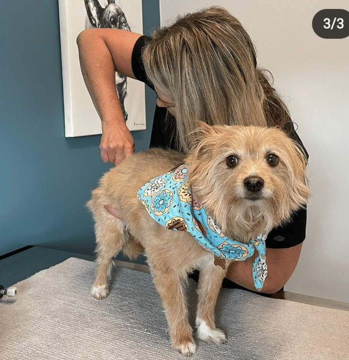 Veterinary Chiropractic