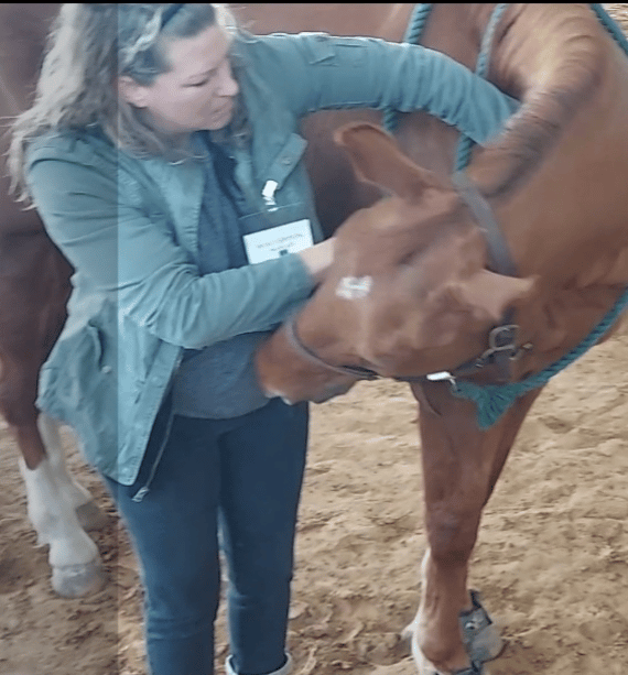 Veterinary Chiropractic