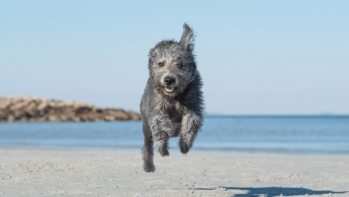 Dog Running on the Beach