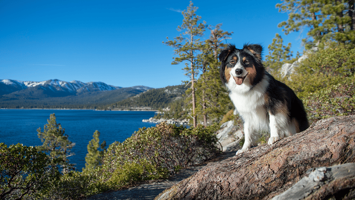 Australian Shepherd in the mountains
