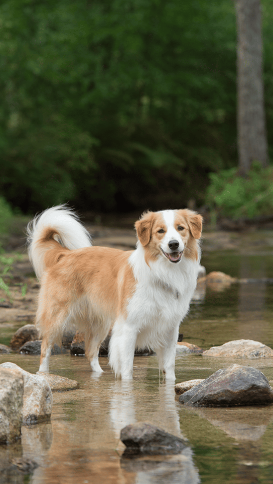 English Shepherd standing in a stream