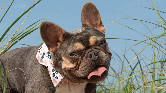 French Bulldog in the dune grass