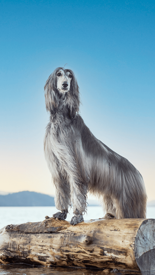 Afghan Hound posing in the lake