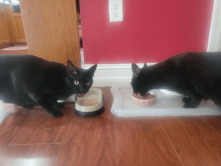 Kitties enjoying their yummy meal!