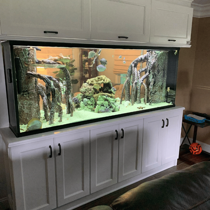  600 Gallon office shark aquarium 