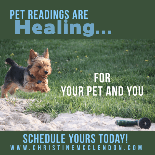 Dog running to get a Pet Reading with Christine McClendon in Texas