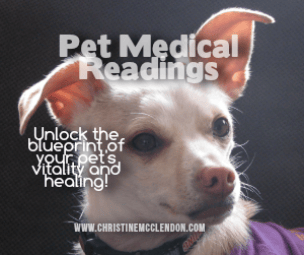 Small Dog getting a Pet Medical reading