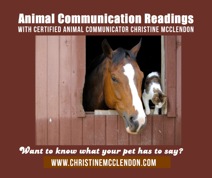 barn window with horse and cat 