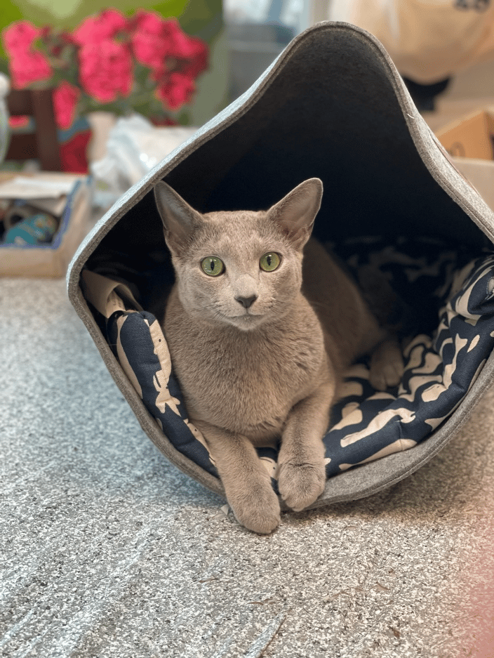 Willy LOVES his new pet tent! 