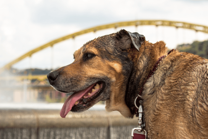 Dog Portrait at Point State Park in Pittsburgh, PA