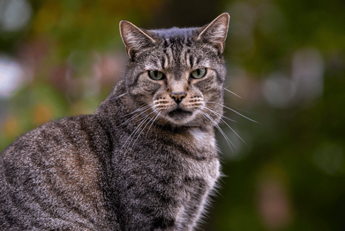 Cat in Pittsburgh, PA
