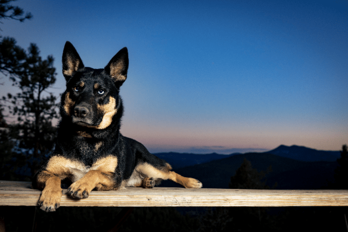 Reya the GSD