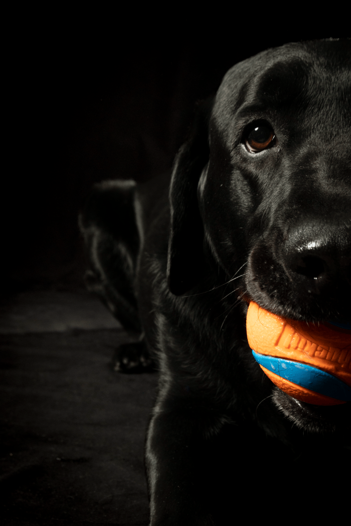 Truman the Black Lab