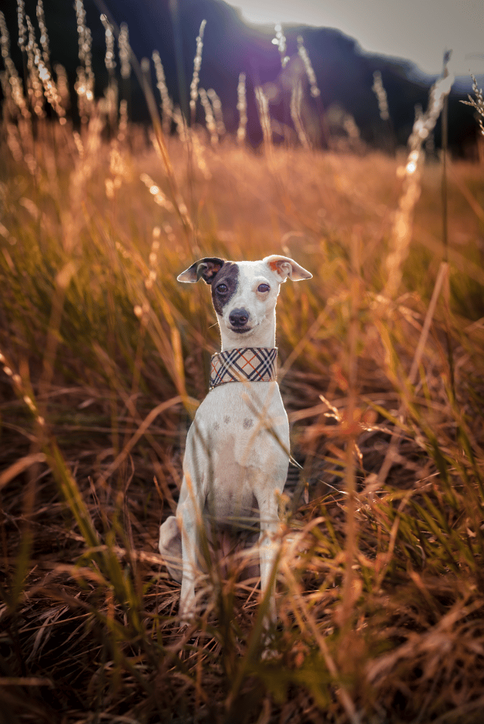 Pink in a field