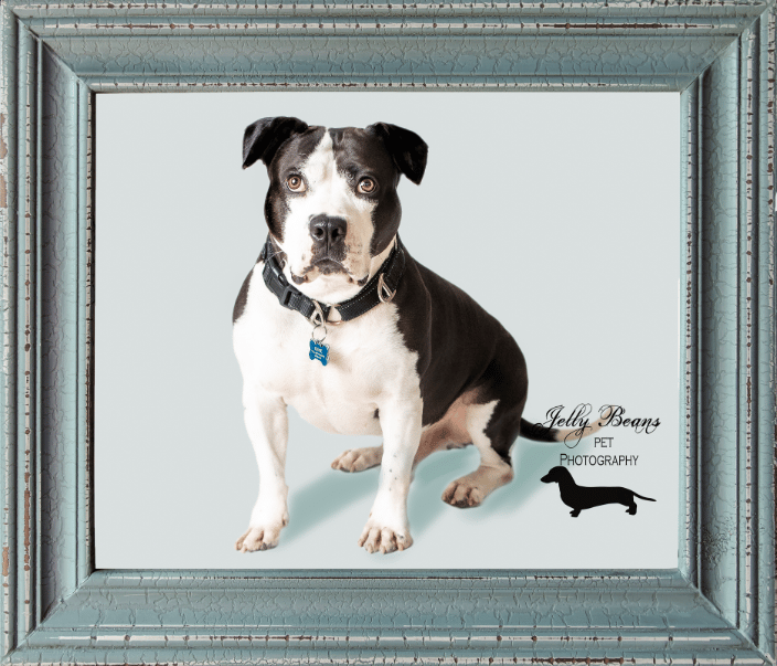 Framed Print Photo of a Pit Bull