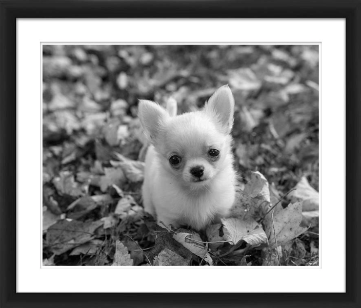 Framed Black and White photo of a Chihuahua puppy