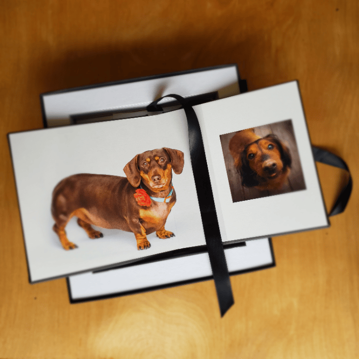 a photo of an album with two dachshunds.