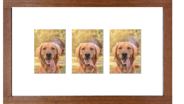 Three photos of a Retriever with his tongue lolling out, in a light wooden frame