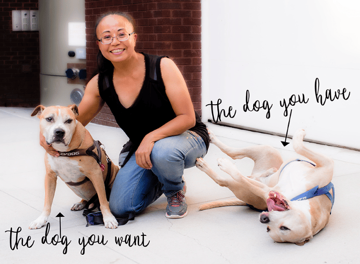 Mari Fetzer and the dog you want vs the dog you have