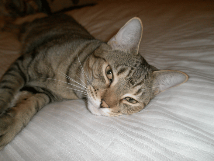 My kitty