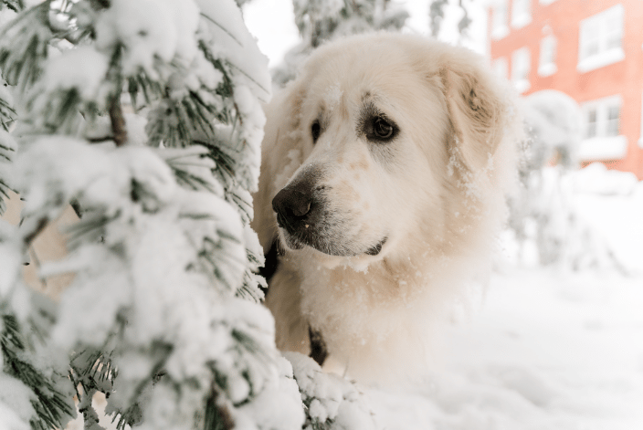 Great Pyrenees in the snow