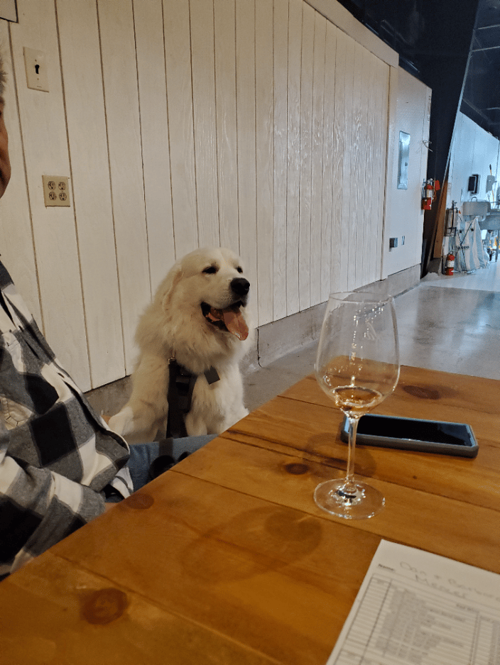 Beau enjoying a glass of wine out and about.  Public access for the win!