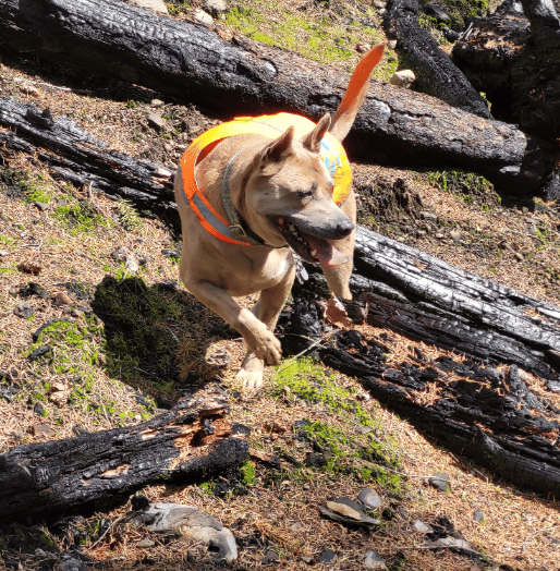 Offleash recall?  We got you covered!
