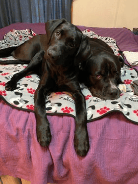 Fights in the family?  Let June Bug and Diesel tell you how it should be done.
