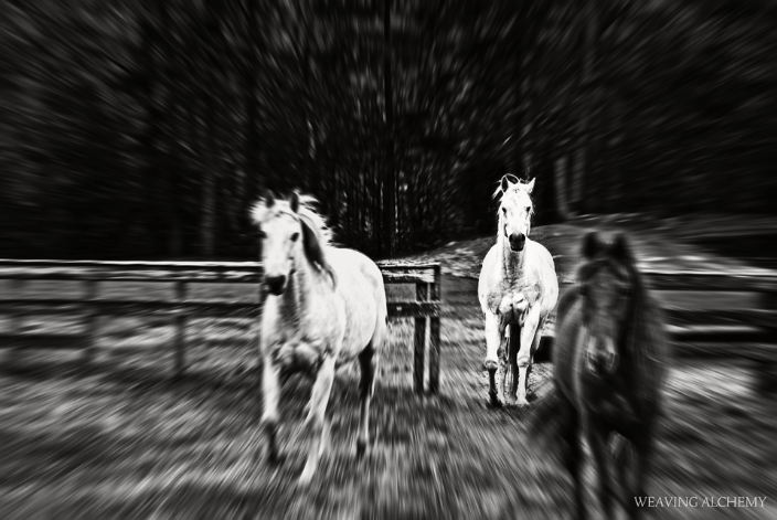 horses
