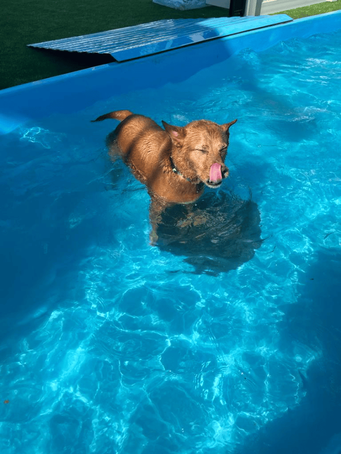 Doggie pool