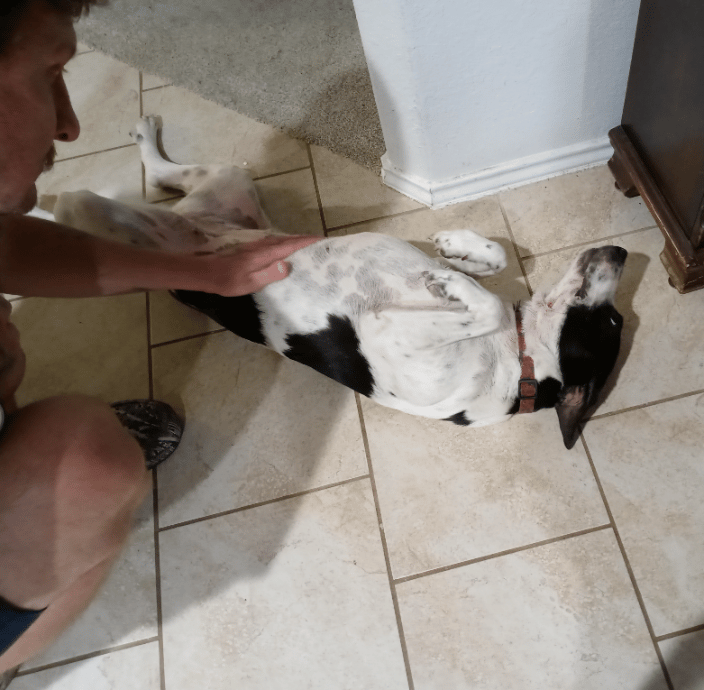 Justin gives Callie belly rubs
